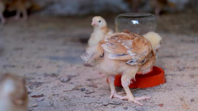Colored chickens drink water from a sippy cup in a chicken coop. Domestic chickens.