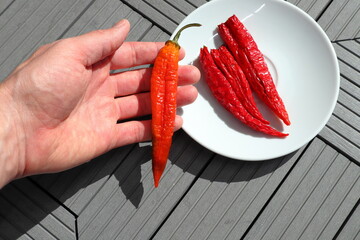 Swedish red hot chili fruits on a white plate. Very nice, spicy and organic. Hand holding one of the chilis. Close up and isolated on a gray wooden floor. Aerial view. Stockholm, Sweden, Europe.