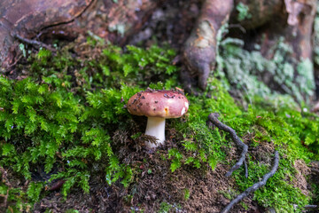 mushrooms in the forest