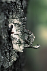 macro of a tree bark