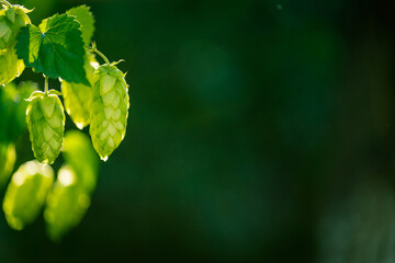Green ripe hop cones on the plantation on black background in backlit.
