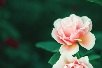 Pink and white rose flower in summer garden on green background, floral card, copy space