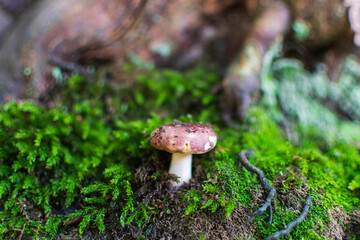 mushroom in the forest
