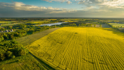 Drone photo of the bright green wheat field separated by the road. There is a tree by the road. aerial view. beautiful minimalist wallpaper © Andrzej Wilusz