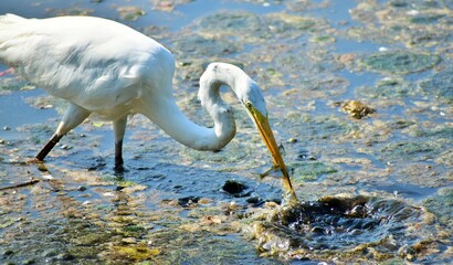 Great white Egret feeding