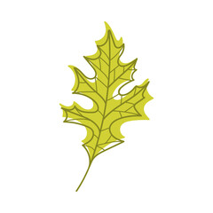 Green Autumn Oak Leaf with Veins as Seasonal Foliage on Stem Vector Illustration