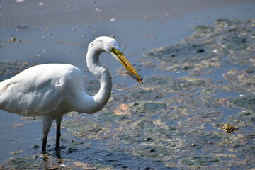 Great white Egret feeding