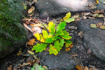 autumn leaves on the ground