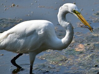 Great white Egret feeding