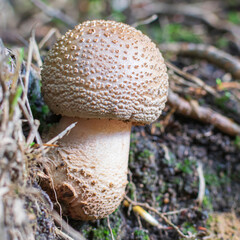 mushrooms in the forest
