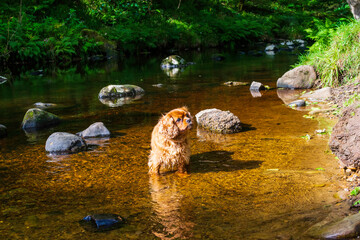 Dog in the river