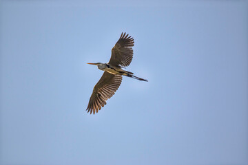 Cocoi Heron (Ardea cocoi) Flying in the Blue Sky - Gar&ccedil;a-moura Voando no C&eacute;u Azul