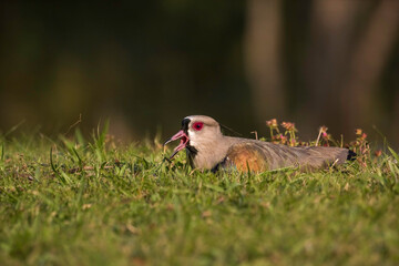 Southern Lapwing (Vanellus chilensis) on the Grass on Lakeshore Screaming with her Mouth Open