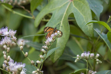 Beautiful Orange Butterfly on the White Flower - Borboleta Laranja na Flor Branca