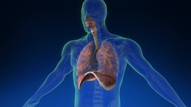 Medical 3d animation of the human lung inside human body with its parts visible. Medically accurate animation of the human lungs. Loopable rotation.	