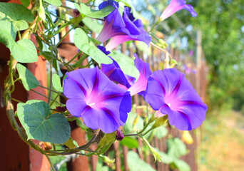 Blue flowers ipomoea indica, known including blue morning glory, oceanblue morning glory, koali awa, and blue dawn flower. - obrazy, fototapety, plakaty