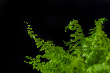 Branches of fern, ornamental plant of bright green color isolated on black background. Indoor plant.