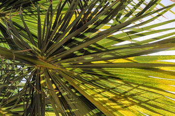 green palm leaves close up