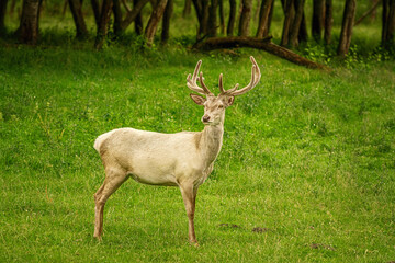 White deer at the lawn