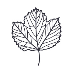 Hand Drawn Autumn Leaf Contour or Outline Vector Illustration