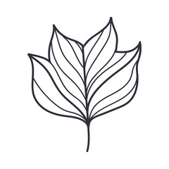 Hand Drawn Autumn Leaf Contour or Outline Vector Illustration