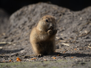 Prarie Dog