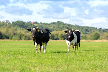 Two black and white cows grazes in a green meadow against a blue sky with clouds. Selective focus. High quality photo
