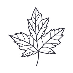 Hand Drawn Autumn Maple Leaf Contour or Outline Vector Illustration