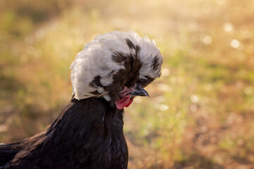 White crested black polish chicken hen in field