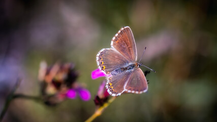 Makro von einem Schmetterling