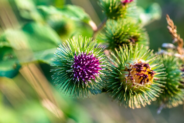 Cirsium vulgare, spear thistle, bull thistle, or common thistle plant provides great deal of nectar for pollinators. inflorescence pink-purple with thorns. roots used as poultice 