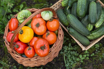Freshly harvested tomato and cucumber close up. Harvest of fresh organic vegetables in basket in garden
