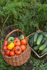 Harvest of fresh organic vegetables tomato and cucumber in basket in garden. Freshly harvested tomatoes and cucumbers