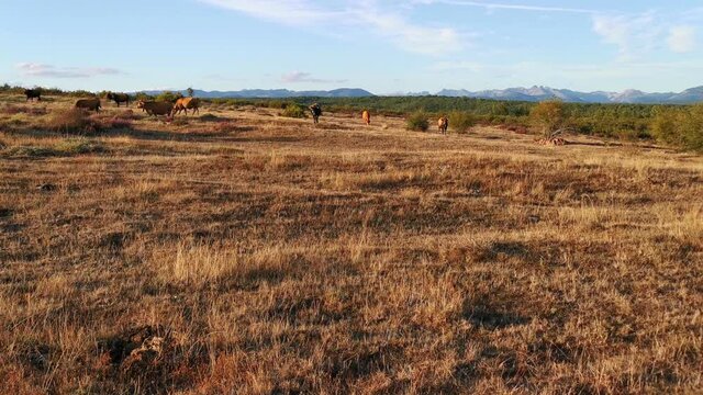 Vacas pardas o marrones pastando en paisaje de monte y bosques con horizonte de monta&ntilde;as  
  