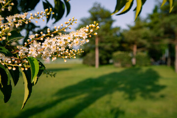 Beautiful flowering trees in early spring. Natural landscape.