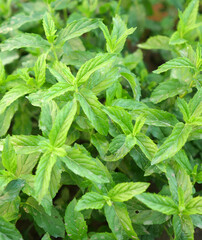 lush mint plant in fresh mint open space garden,
