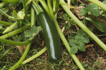 Zucchini on a white isolated background. 