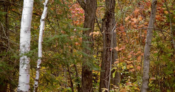 Lock off shot of an autumn forest with falling leaves as a gentle wind blows