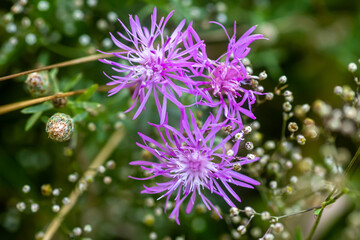Centaurea jacea, brown knapweed or brownray knapweed blooming on the field in the evening in rays of sunset. Close-up flower