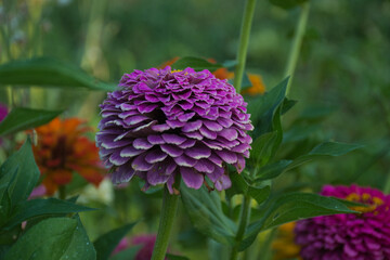 purple flower in the garden