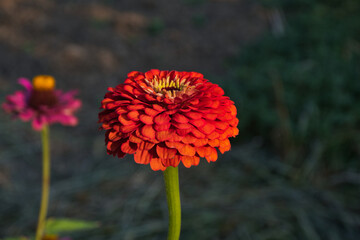 red flower in the garden