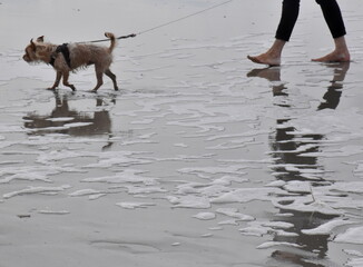Spaziergang mit Hund am Strand von Sankt Peter-Ording