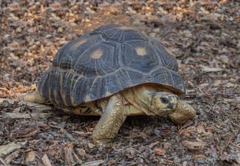 Radiated tortoise