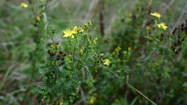 St. John's wort is a medicinal plant in the field. Static chamber wind movement. High quality 4k footage