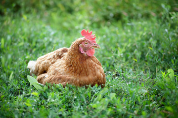 Chicken in the backyard.
