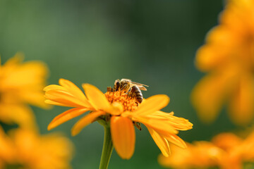 .Bee and flower. Close up of a large striped bee collecting pollen on a yellow flower on a Sunny bright day, macro