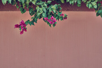 Bouganvillea on pink wall background