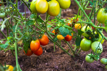 Ripe red tomatoes on the branches in the greenhouse