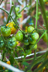 Unripe green tomatoes on a branch in a greenhouse