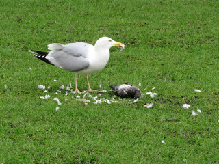 Seagull Having Lunch
